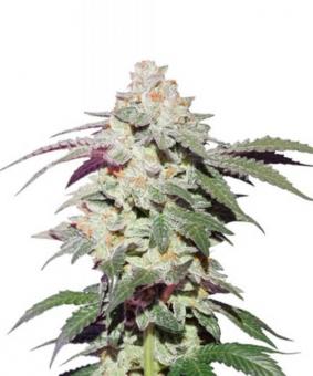 Skywalker Haze - картинка 7