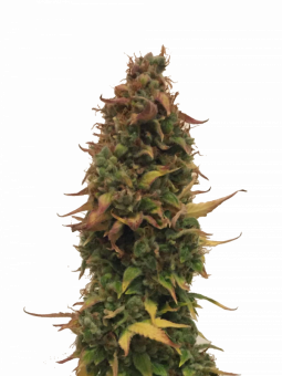 White Haze genetics - картинка 1