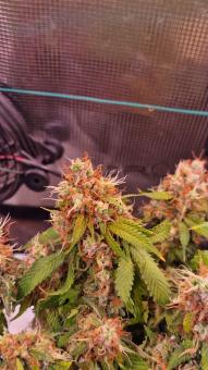 Chemdog - картинка 2