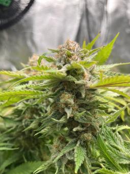 Papaya Zoap Auto - картинка 4