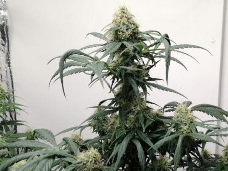 Super Hash - картинка 1