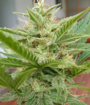 Black Toffee Auto - картинка 5