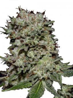 Kalashnikova - картинка 1