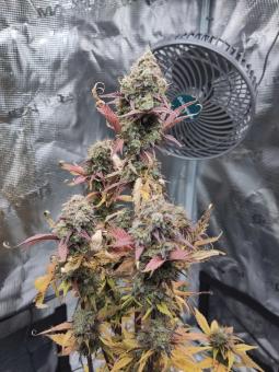 Mexican Airlines Auto - картинка 5