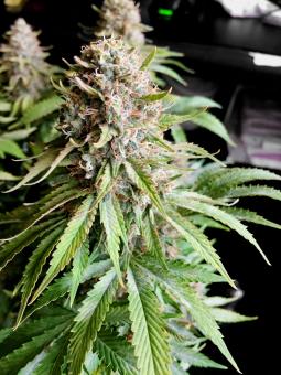 Auto Alpujarreña - картинка 1