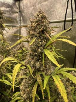 Forbidden Runtz Auto - картинка 3