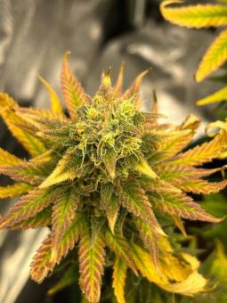 Lost Pearl - картинка 4