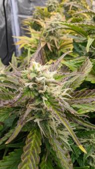 Auto Northern Lights - картинка 2