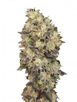 Sunset Paradise - картинка 2