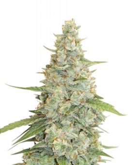 Meringue - картинка 5