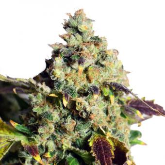 DC Kush - картинка 7