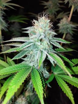 Sherbet Queen Auto - картинка 2