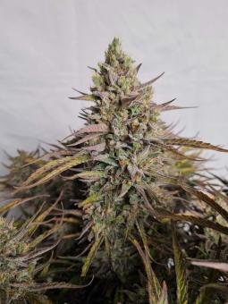 Lemon Larry OG - картинка 4