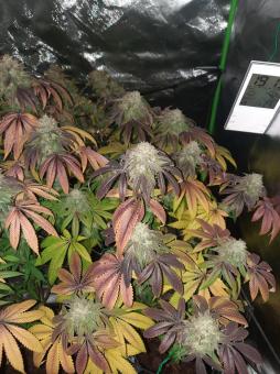 Terp & Tonic - картинка 2