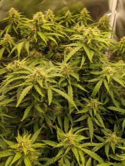 Auto Critical genetics - картинка 3