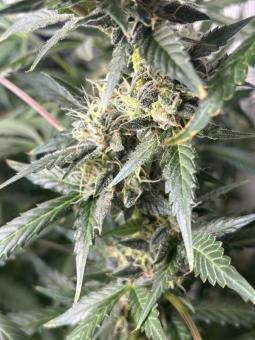 Six Shooter Auto - картинка 2