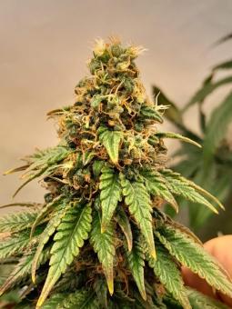 Lemon O.G. - картинка 3