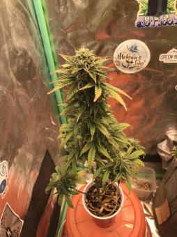 Apollo Black Cherry Auto - картинка 2