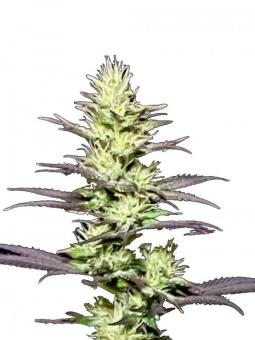 Super Mad Sky Floater - картинка 1