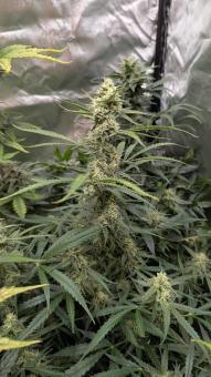 Auto Gorila - картинка 3