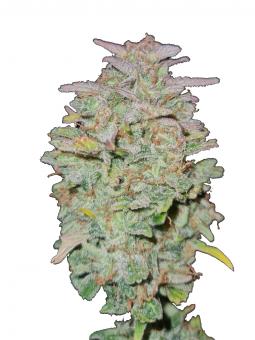 Lemon Larry OG - картинка 1