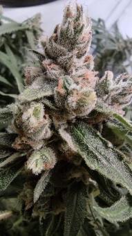 Critical Daddy Purple - картинка 3