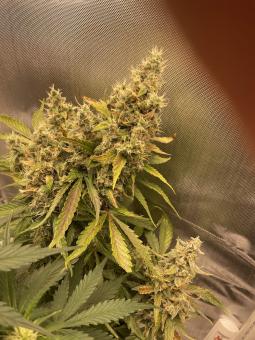 New York City - картинка 4