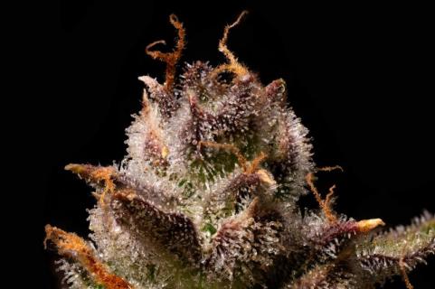 Purple Lemonade Auto - картинка 2