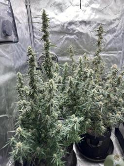 Classic Old School Fem Mix - картинка 2