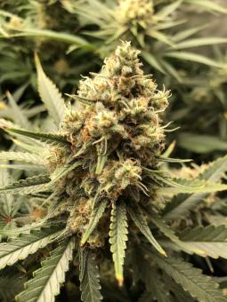 Galaxy - картинка 2