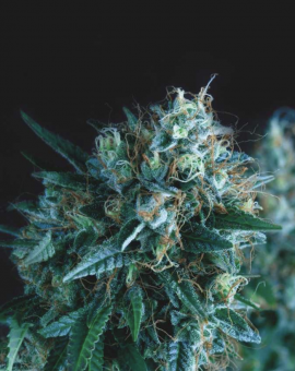 Gorila Fast Version - картинка 1