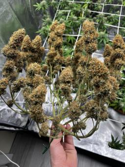 The Palmar Auto - картинка 6