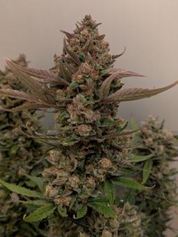 Strawberry Banana Auto - картинка 5