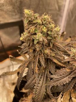 Watermelon Zkittlez - картинка 4