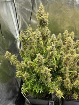 Auto Think Different - картинка 6