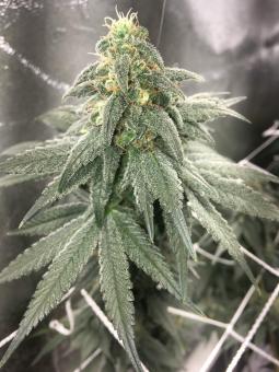 Honeybells CBD - картинка 3