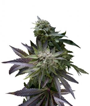 Auto Blue Pyramid - картинка 7