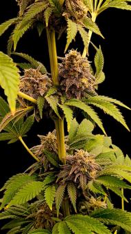 Lemonpaya - картинка 2