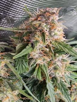 Jack Herer Auto - картинка 1