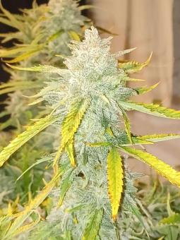 Creeper - картинка 1