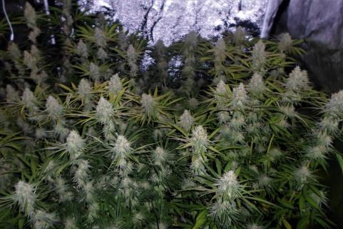 Amnesia Gold - картинка 5