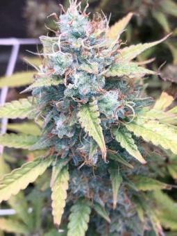 Lemon Drizzle - картинка 3