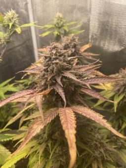 Jack 47 XL Auto - картинка 3