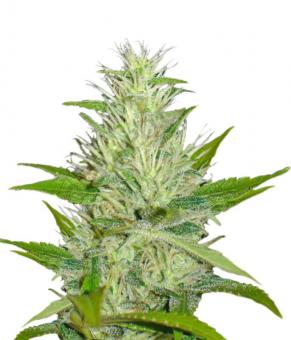 Malakoff - картинка 3