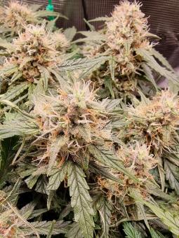 Jack Herer Auto - картинка 4