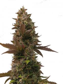 Buddha White Dwarf Auto - картинка 1