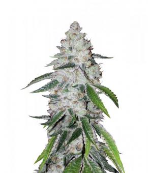 West Coast O.G. Auto - картинка 5