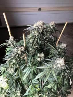 Sensi Star - картинка 4