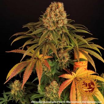 Strawberry Lemonade - картинка 8