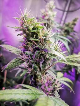 Quasar - картинка 6